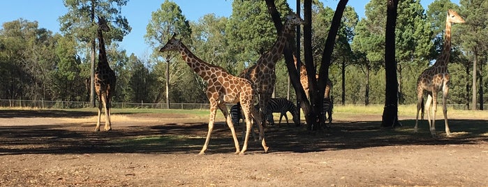 Giraffe Enclosure is one of สถานที่ที่ Stuart ถูกใจ.