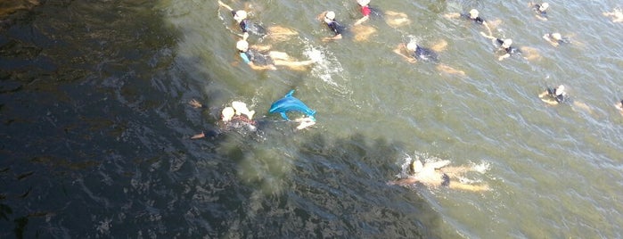 Amsterdam City Swim is one of Best Places in Amsterdam.