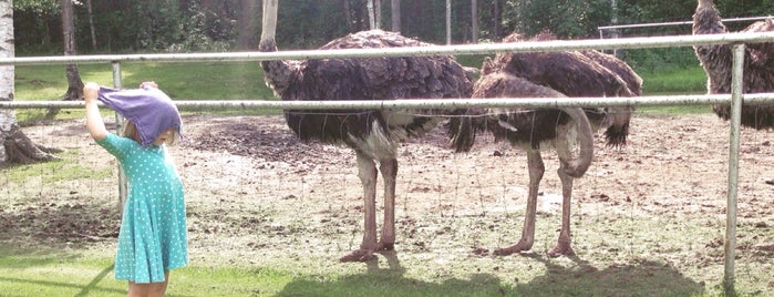 Strutsfarmen I Gerdal is one of Locais curtidos por Henrik.