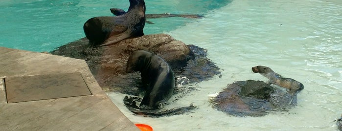 New England Aquarium is one of CBS Sunday Morning 4.