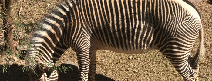 Zebra is one of สถานที่ที่ Tammy ถูกใจ.