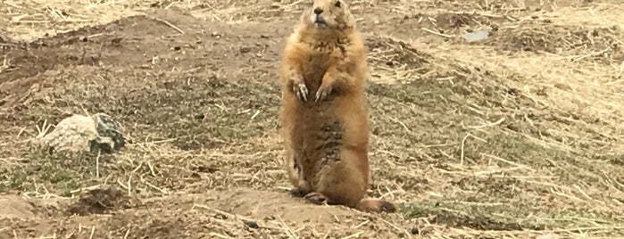 Prairie Dog Park is one of Zoo.