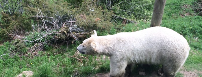 Highland Wildlife Park is one of Attractions.