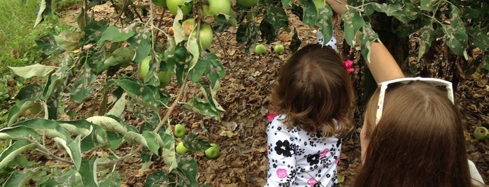 Nivens Apple Farm is one of Our Upstate SC: Spartanburg County.