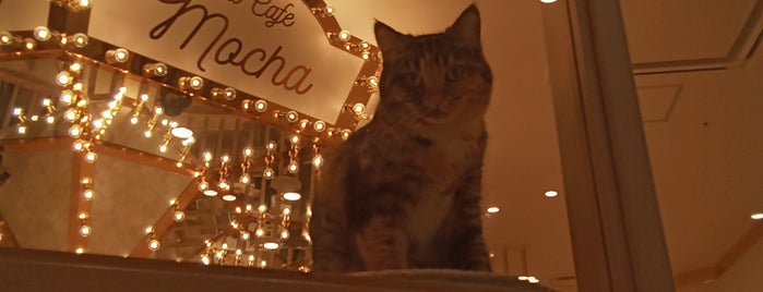 cat cafe mocha is one of Japan.