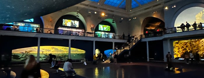 Blue Whale is one of Musea NY.