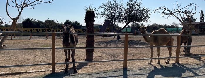 Camel Park is one of Cyprus. Places.