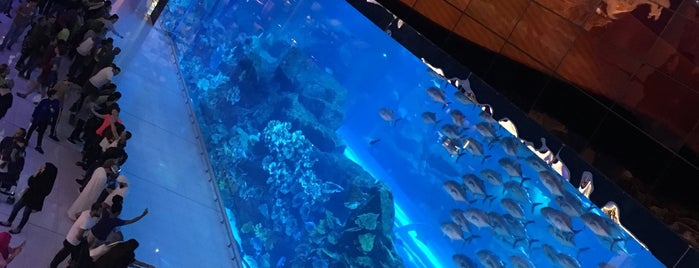 Dubai Aquarium is one of สถานที่ที่ Master ถูกใจ.