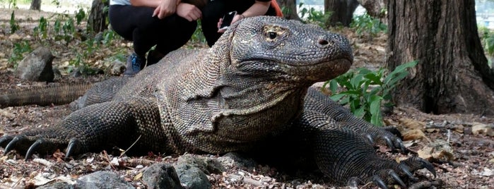 Komodo National Park is one of Parker.