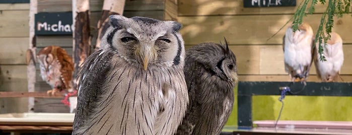 LUCKY OWL 幸運のフクロウ is one of #Somewhere In Osaka.