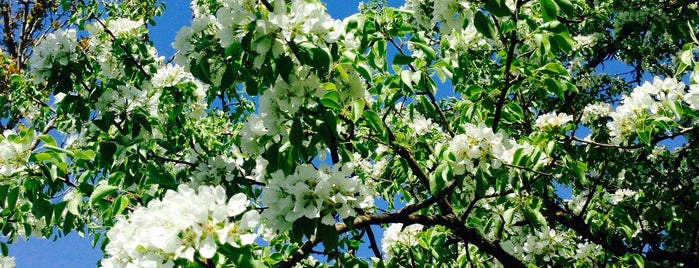 Grădina Botanică "Anastasie Fătu" is one of Iaşi.