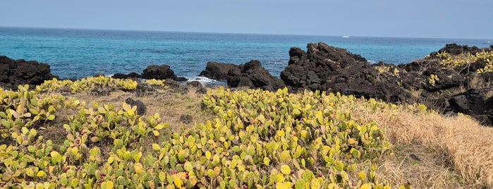 Cactus Colony of Wollyeong-ri is one of Jeju.