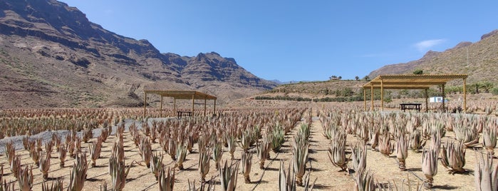 Aloe Vera Finca Canarias is one of Canary Islands.