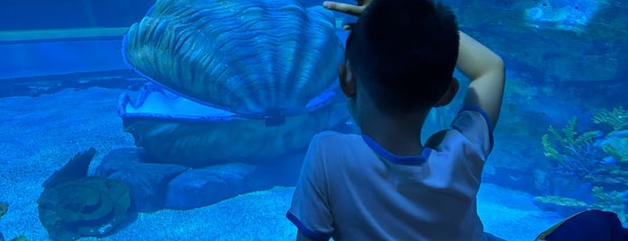 Lotte World Aquarium is one of Seoul for Ethan.