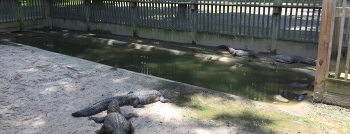 Gators & Friends Gator Park / Exotic Zoo is one of Zoos and Aquariums -TX, OK,AR, & LA.