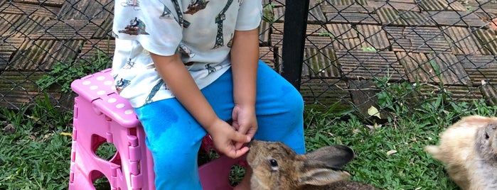The Rabbit Union is one of Chiang Mai.