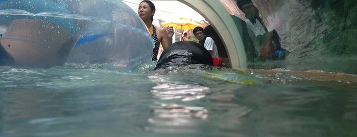 Adventure Cove Waterpark is one of Singapore.