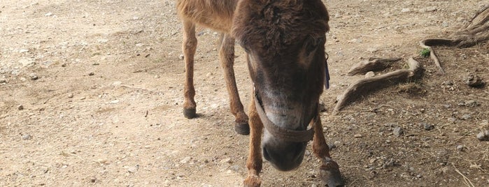 Donkey rescue Corfu / ezelboerderij is one of Corfu.