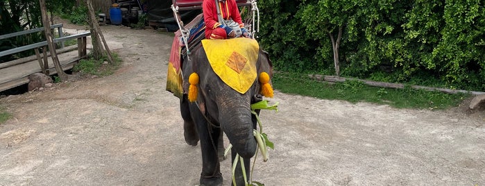 damnoen saduak elephant village is one of bangkok.