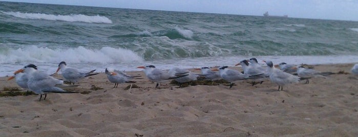 Fort Lauderdale Beach is one of H2O'nun Kaydettiği Mekanlar.