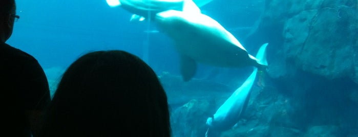 ジョージア水族館 is one of Things to do in  Atlanta Georgia.