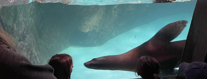 Sea Otter Exhibit is one of Places I have gone.