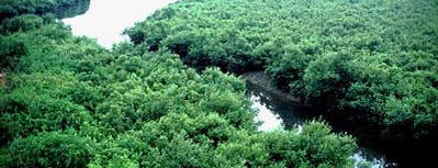 Sundarban is one of Travel.