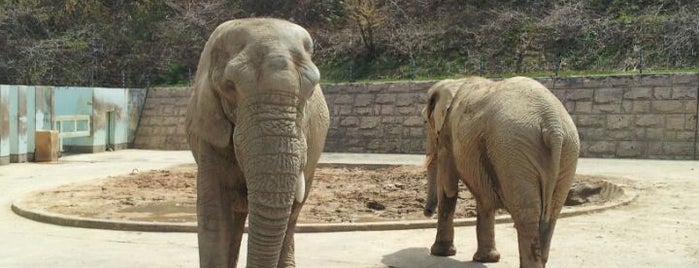 Akita City Omoriyama Zoo is one of 動物園.