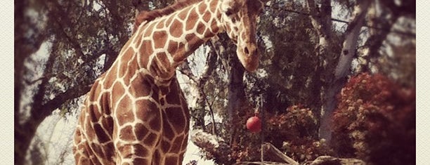 Sacramento Zoo is one of Orte, die Justin gefallen.