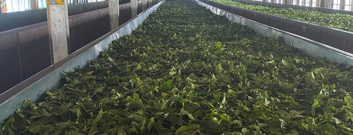 Mackwoods tea-plantations is one of Shri.