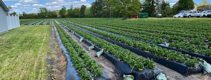 Lewis Strawberry Farms and Nursery is one of North Carolina.