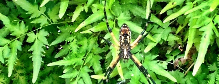 Dr. Ned and Fay Dudney Clear Creek Nature Center is one of Galveston Featherfest.