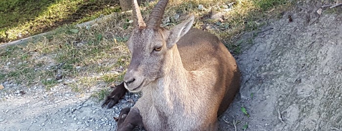 Parc Animalier d'Introd is one of Val d'Aosta.