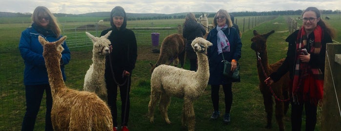 West Wight Alpacas is one of IoW Family Things To Do.