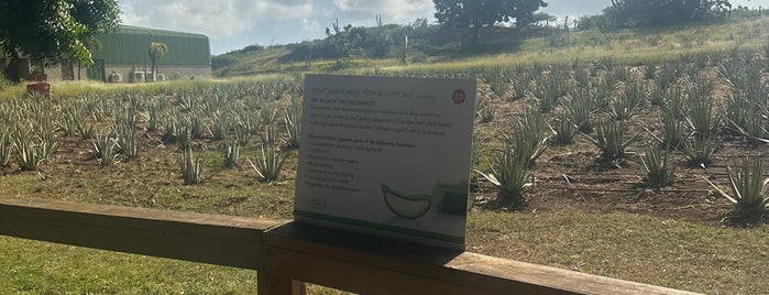 Aloe Vera Plantation. is one of Curaçao.