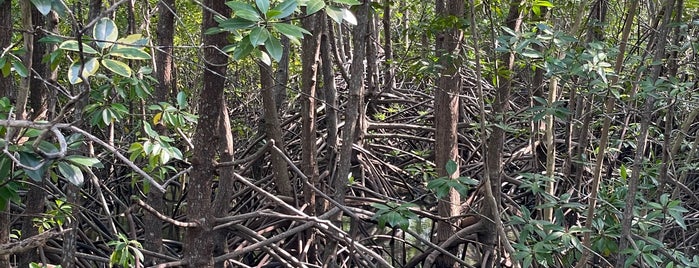 mangrove forest is one of Thailand.