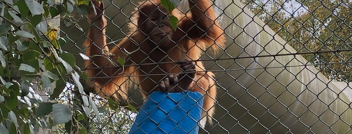 Monkey World - Ape Rescue Centre is one of duysenozmen 님이 저장한 장소.