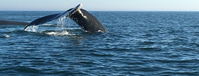 Brier Island Whale Watching is one of Nova SCOTIA.