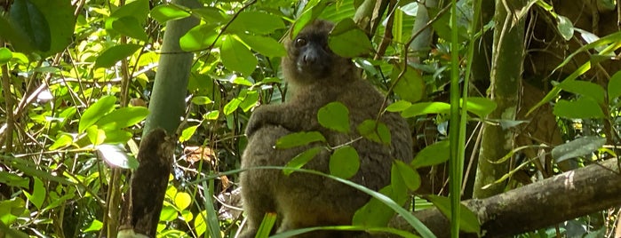 Parc Ranomafana is one of Madagascar.