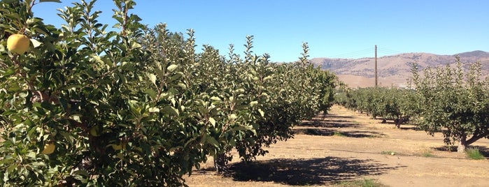Kolesar's apples is one of Lugares favoritos de Brad.