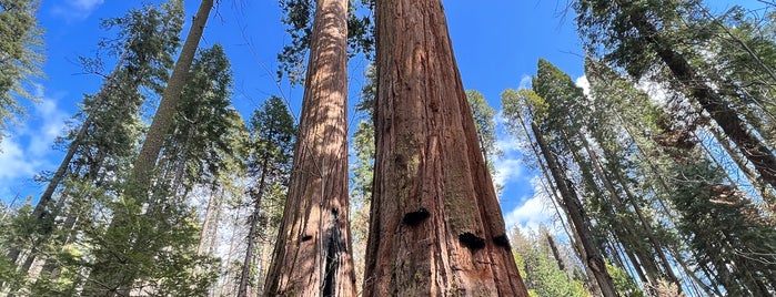 Calaveras Big Trees State Park is one of Hiking.