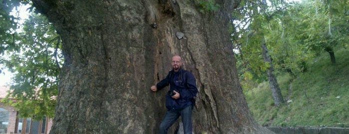 900 Year Old Plain Tree | 900 წლის ჭადარი is one of Kakheti and around.