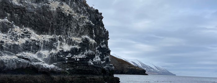 Arctic Sea Tours is one of Iceland trip.