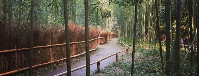Arashiyama Bamboo Grove is one of Japan 2017.