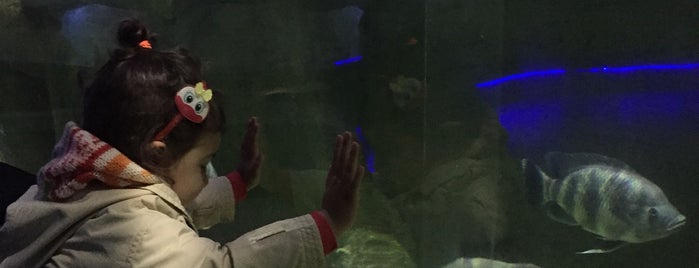 ViaSea Aquarium is one of Lugares favoritos de Ahmet.