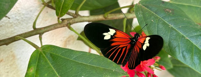Key West Butterfly & Nature Conservatory is one of solo 210.