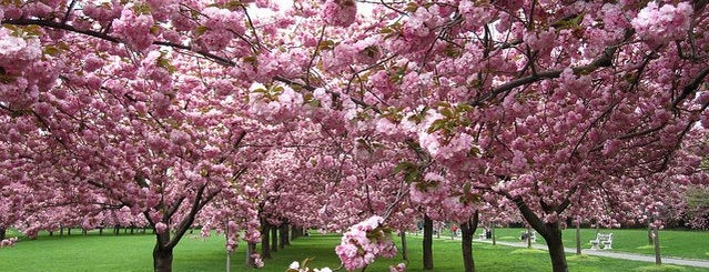 Brooklyn Botanic Garden is one of Worthwhile Places to Visit in NYC.