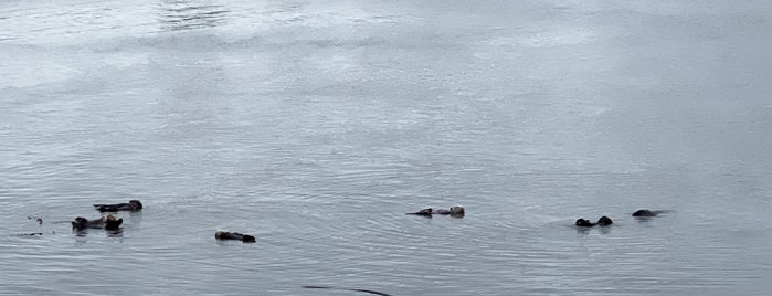 Morro Rock Sea Otters is one of eric 님이 좋아한 장소.