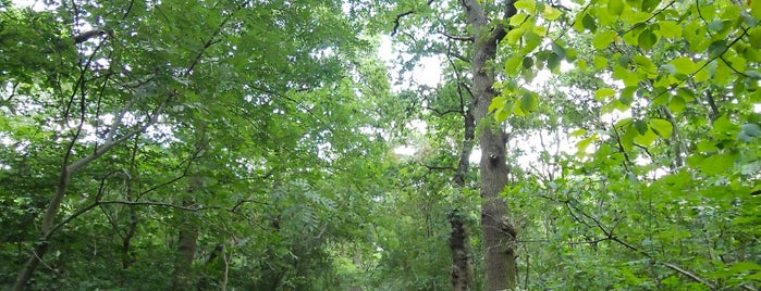 Oxleas Wood is one of Woolwich.