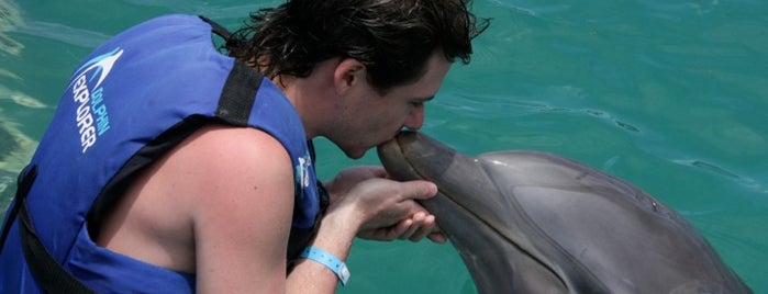 Dolphin Explorer is one of Preferidos.